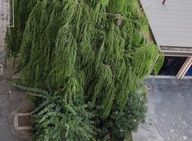 Cortile